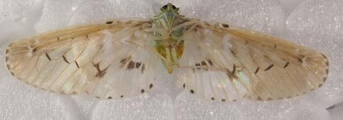 Mysidia sp.